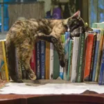 The World's Most Famous Library Cat
