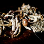 Are Mushrooms Legal in Texas?