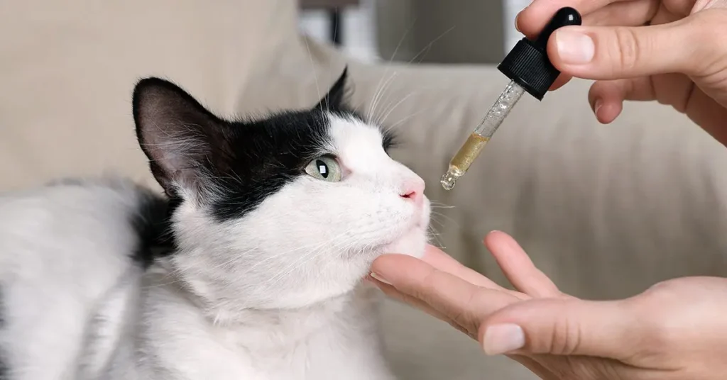 How to Use CBD Oil for Cats