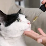 How to Use CBD Oil for Cats